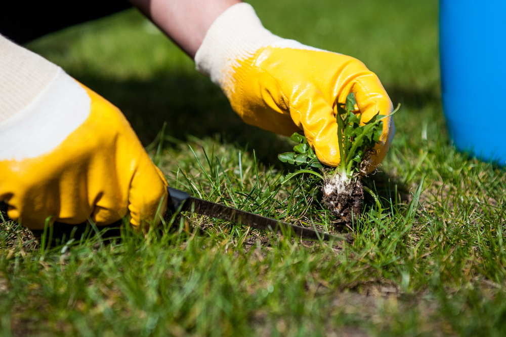 Cómo eliminar las Malas Hierbas del Jardín