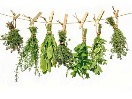Plantas Medicinales Beneficiosas para la Salud