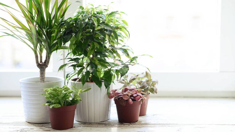10 plantas para crear un buen clima en el hogar