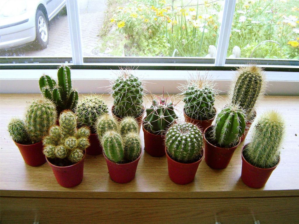 Consejos para cuidar los Minicactus | Jardineria Domenech | Mantenimiento  de Jardines