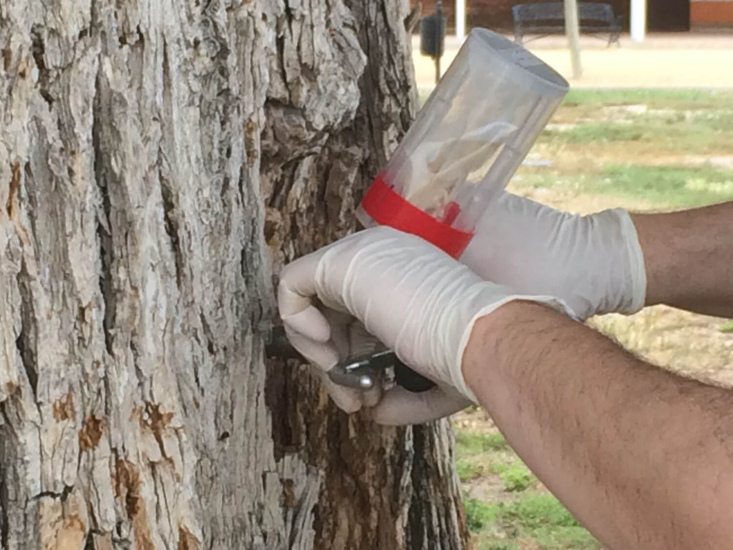 tratamientos fitosanitarios para jardines