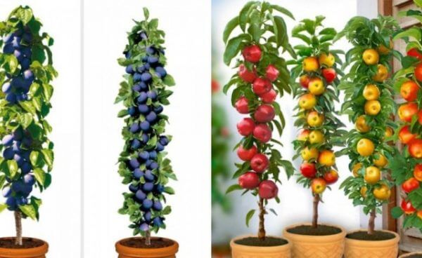 10 árboles para plantar en maceta | Jardineria Domenech | Mantenimiento de Jardines