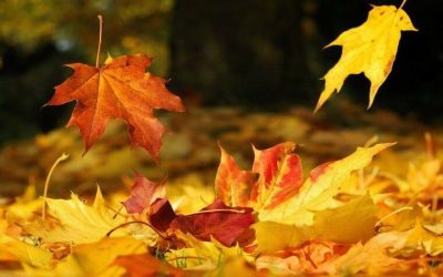Tareas del mantenimiento del Jardín en Otoño