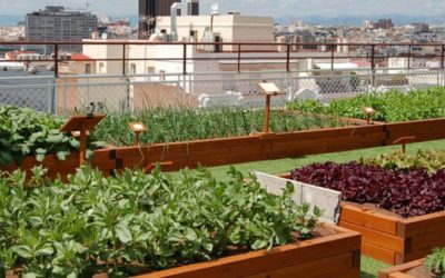 Verduras y frutas a cultivar en invierno si tengo un huerto urbano
