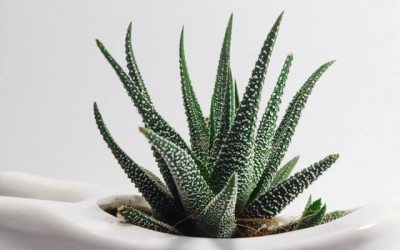 Beneficios de la planta de Aloe Vera