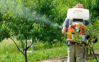 ¿Por qué hacer un tratamiento fitosanitario en el jardín?