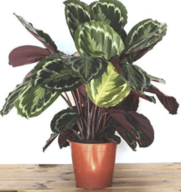 calathea
