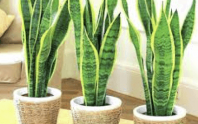 Plantas de interior ideales para tu casa
