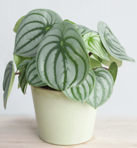peperomia