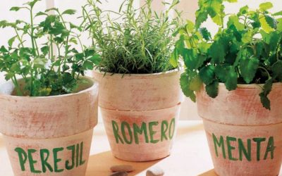 Aprende a cuidar tus plantas aromáticas