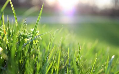 Preparar el jardín para la primavera