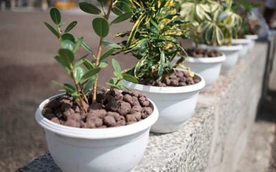 Ventajas de cultivar plantas en arlita