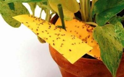 Trucos para eliminar los insectos de las plantas
