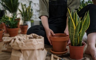Diferencias entre abono y fertilizante