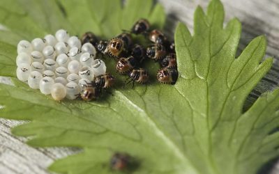 Insectos perjudiciales para el jardín