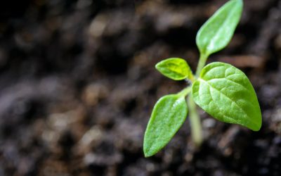 3 causas por las que enferman las plantas