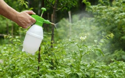 ¿Debemos usar pesticidas en nuestras plantas?