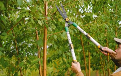 Como hacer una poda de árboles