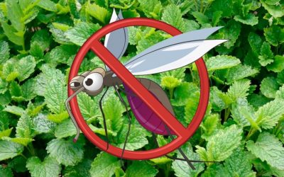 ¿Como evitar los mosquitos en casa?