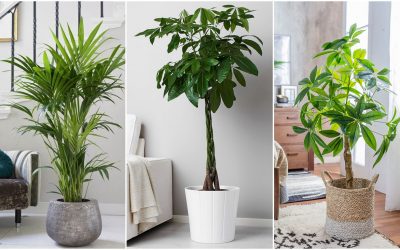 Plantas de interior que necesitan poca luz