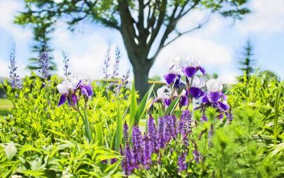 Cuidados y tareas del jardín en Febrero