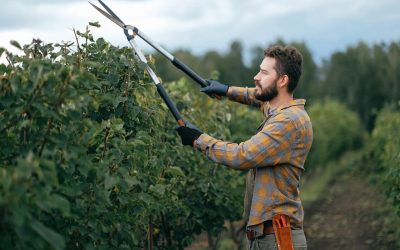Consejos si te estás iniciando en la Jardinería