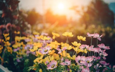Ideas para tener un jardín alegre y con colores