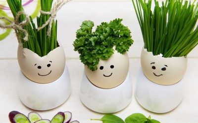 Hierbas aromáticas para tu cocina en casa