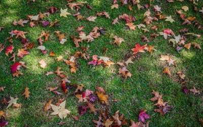 Cuidado del césped en Otoño