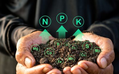 Como hacer compost