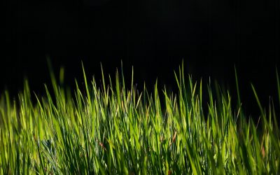 Tipos de césped recomendados para tu jardín