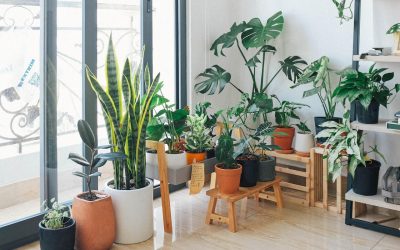 Plantas de interior ideales para espacios con poca luz natural