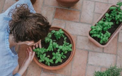 Proteger tus plantas del calor: consejos y técnicas para cuidarlas en verano