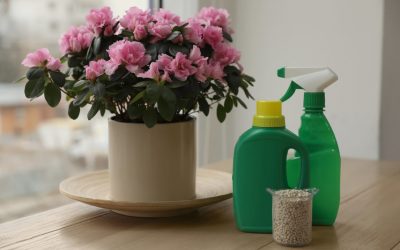 Fertilizantes para plantas de interior: consejos y recomendaciones en España