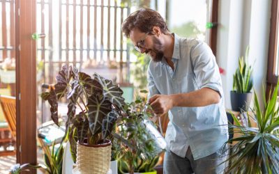 Riego óptimo para las plantas de interior: consejos y técnicas