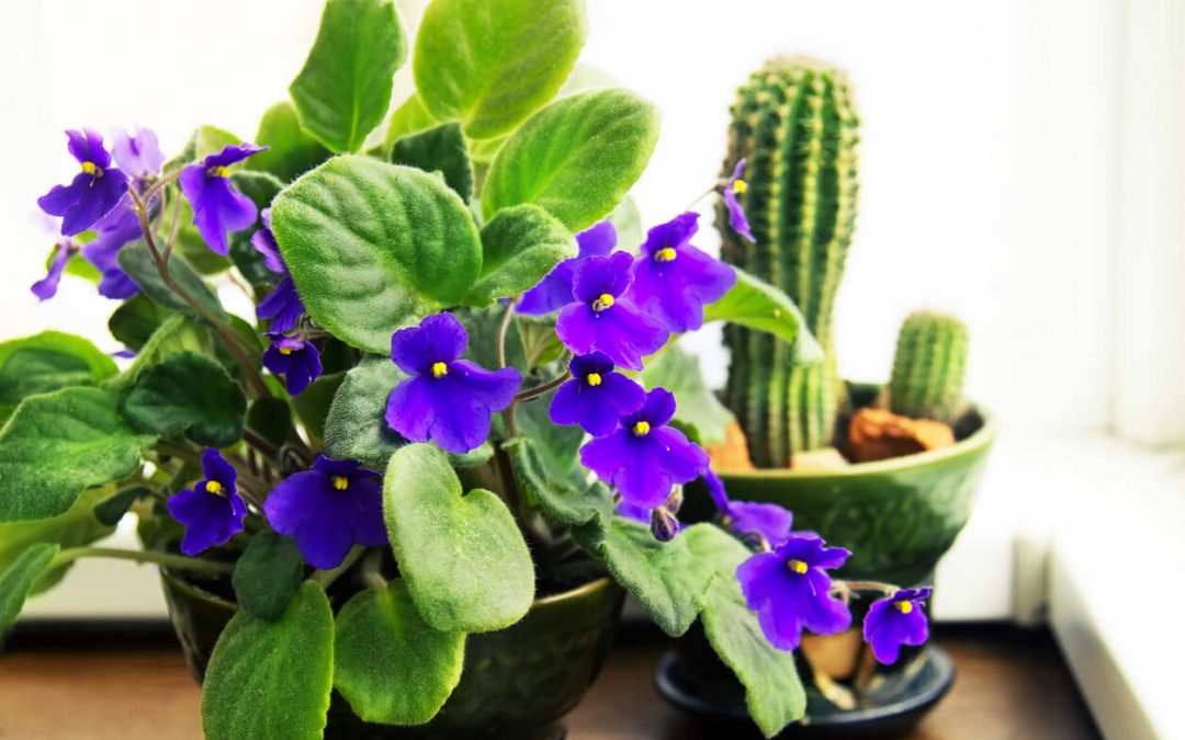 Las mejores plantas de interior con flores para alegrar tu hogar durante todo el año 