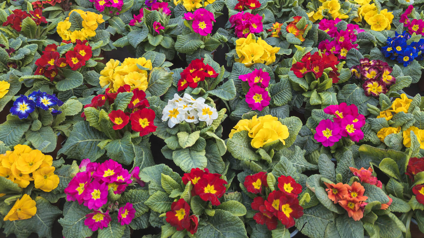 flores de colores para jardines